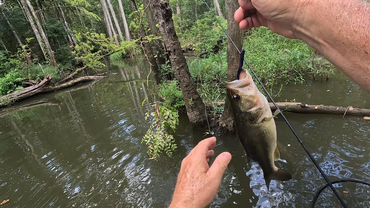 Bass Fishing in Mifflin Lake, Mobile Tensaw Delta