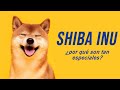 Por que son tan especiales los Shiba Inu