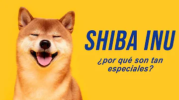 ¿Son inteligentes los Shiba Inu?