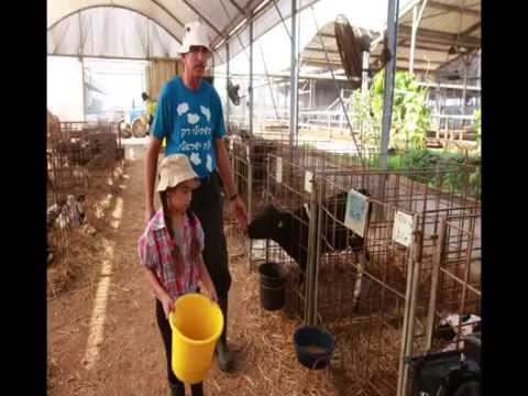 וִידֵאוֹ: איך לרעות תרנגולות