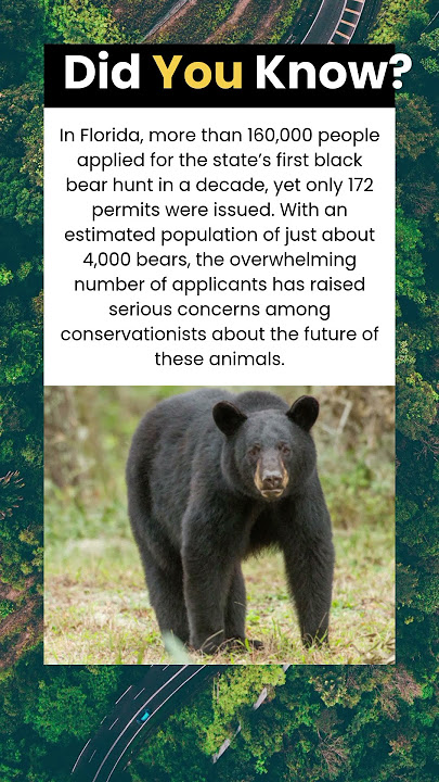 Black Bear Population vs. Record-Breaking Hunter Demand