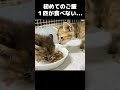 保護した子猫2匹に初めてご飯をあげてみると…　#shorts