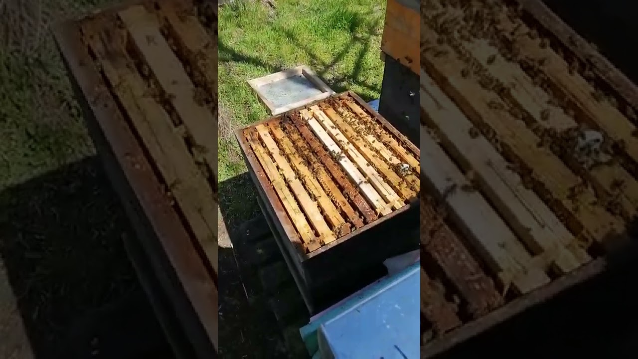 Echipamente apicole - Gratia Hanemann