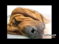 BEST Of Snoring Animals Compilation 2013