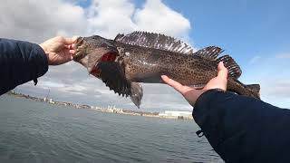 Fishing Vancouver Island Victoria (Breakwater)