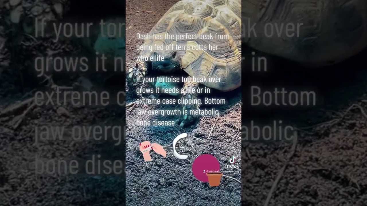 The ideal tortoise beak 