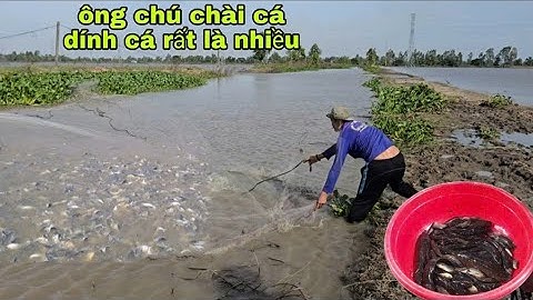 Người dân dải chài dính cá rất là nhiều. Ở ngoài cánh đồng, chi tôn An Giang.