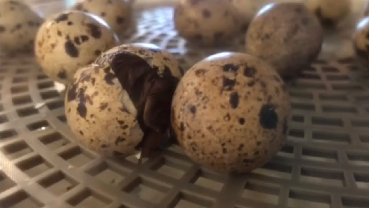 We Hatched Quail Eggs!!! YouTube