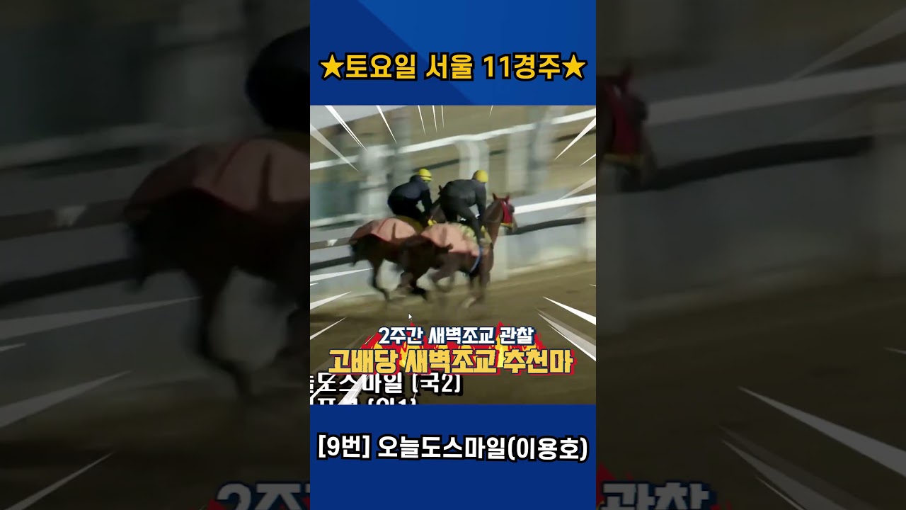 1월3일 토요일 서울 11경주!! 2주간 훈련변화 보인 강백호의 새벽조교 쏘스마!!#강백호경마 #shorts