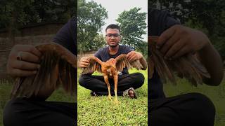 Facts about aseel parrot beak
