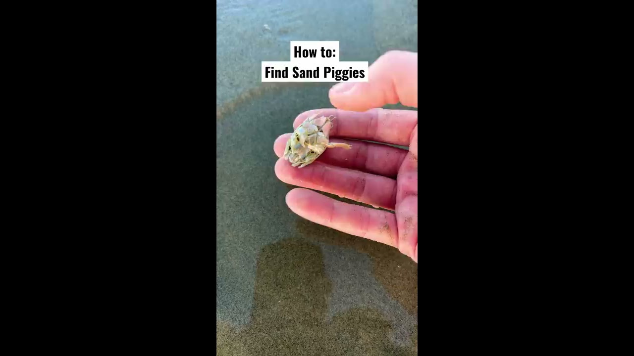 How To Find Sand Piggies Shorts