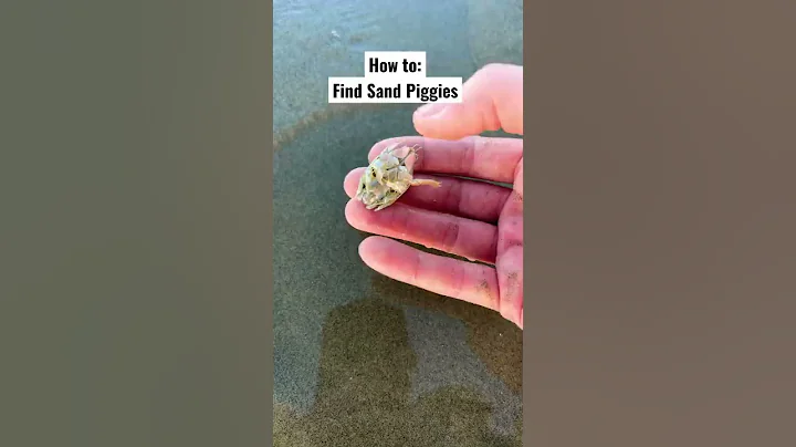 How to Find Sand Piggies #shorts