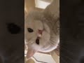 funny cat playing with flower #shorts #cats