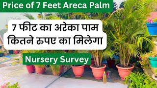 Price of 7 Feet Big Areca Palm  | 7 फीट का अरेका पाम कितने रुपए का मिलेगा |