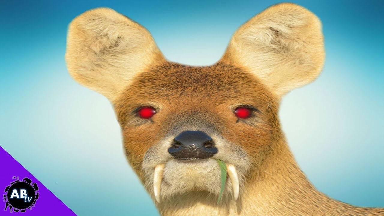 saks 5th avenue Vampire Deer : 5WeirdAnimalFacts - Ep. 24 : AnimalBytesTV