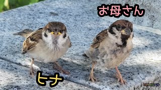 今日はヒナとお母さんを見ました【PIPIPIのすずめ日記 】