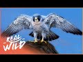 Peregrine Falcon: The Master Of The Sky | Amazing Animals | Real Wild  Shorts