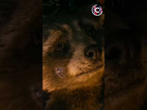 why rocket loves body parts (finally answered in gotg 3) #shorts