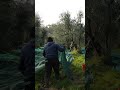 Come fare la raccolta delle #olive? #mattthefarmer #uliveto