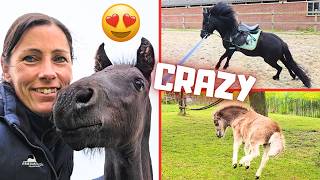 Finally! Foal Hille & I Become Friends! | Crazy Peach & Harry! | Friesian Horses