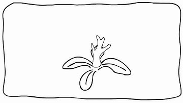 Adobe Flash CS4 Onion Skin (frame by frame)