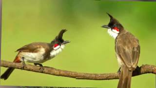 latest update: $1000 reward for angry bird sightings screenshot 4