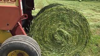 Cutting, Baling, Wrapping Overripe Winter Rye Baleage.