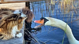 The swan pinched Maine Coon Anfisa's paw. She's scandalized!