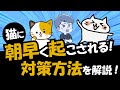 【必見】猫に早朝起こされて困っている時に試す6つの対策を解説