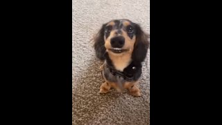 Little Puppy Showing His Teeth Through A Wide Smile