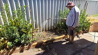 Preparing #garden beds and seeding #garlic