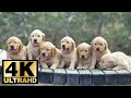 Cutest dogs 4k ultraslideshow 2018