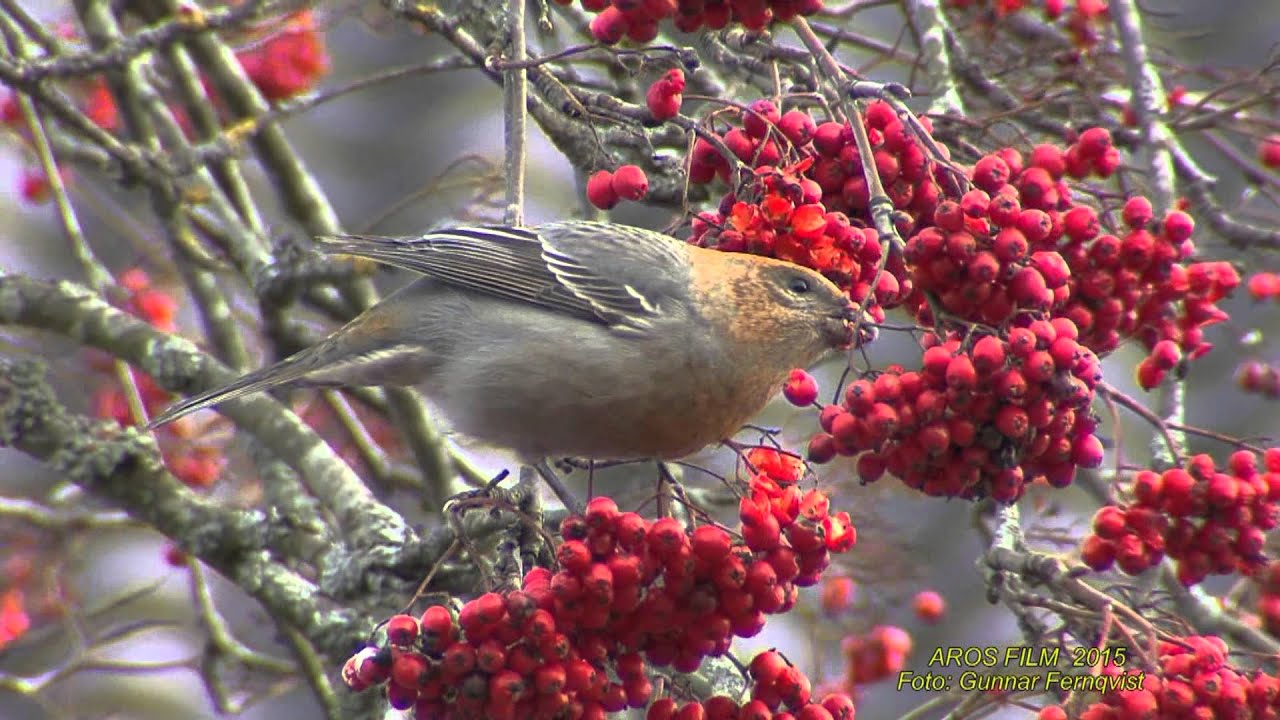 TALLBIT Pine Grosbeak (Pinicola enucleator) Klipp - 1609 