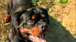 Dogs 101 - Rottweiler.mp4 by Puppies inchennai 3,970 views 12 years ago 4 minutes, 49 seconds