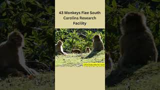 South Carolina :  Search for 43 Escaped Monkeys Intensifies #southcarolinamonkeys#morganIsland