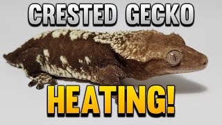 How To Heat Your Crested Geckos And Keep Them Warm!