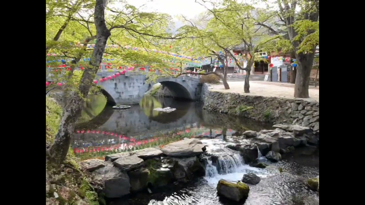 🎵 제목: 선운사, 꽃이 지는 속도