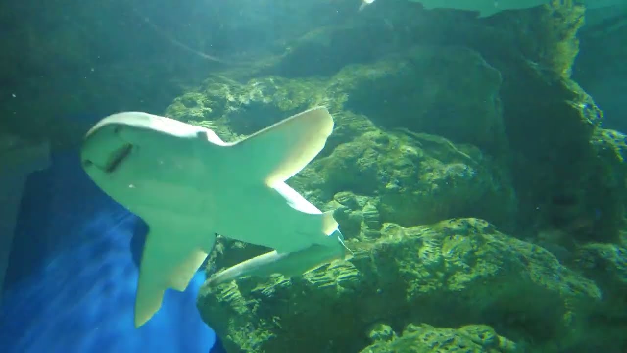 Москвариум. ВДНХ \\ Moskvarium. VDNH. - YouTube