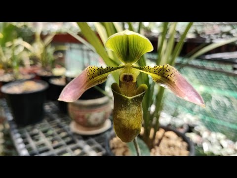 Lan Hài Táo Paphiopedilum appletonianum || Hoa Lan Toán Ròm | Foci