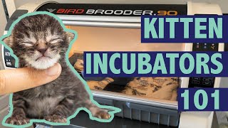Keeping Kittens Warm with Incubators