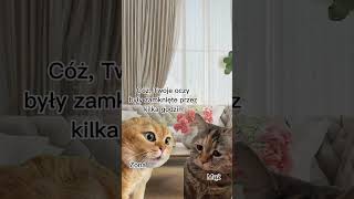 😈śmieszne koty, #kota #śmieszne #humor #shorts #memes