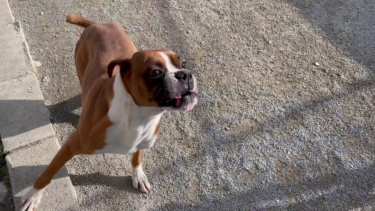 里親募集 ボクサー犬 ビロ くん 静岡県浜松市のブリーダー Youtube