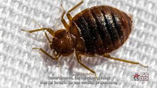 Bed Bug Training - Spanish Subtitles