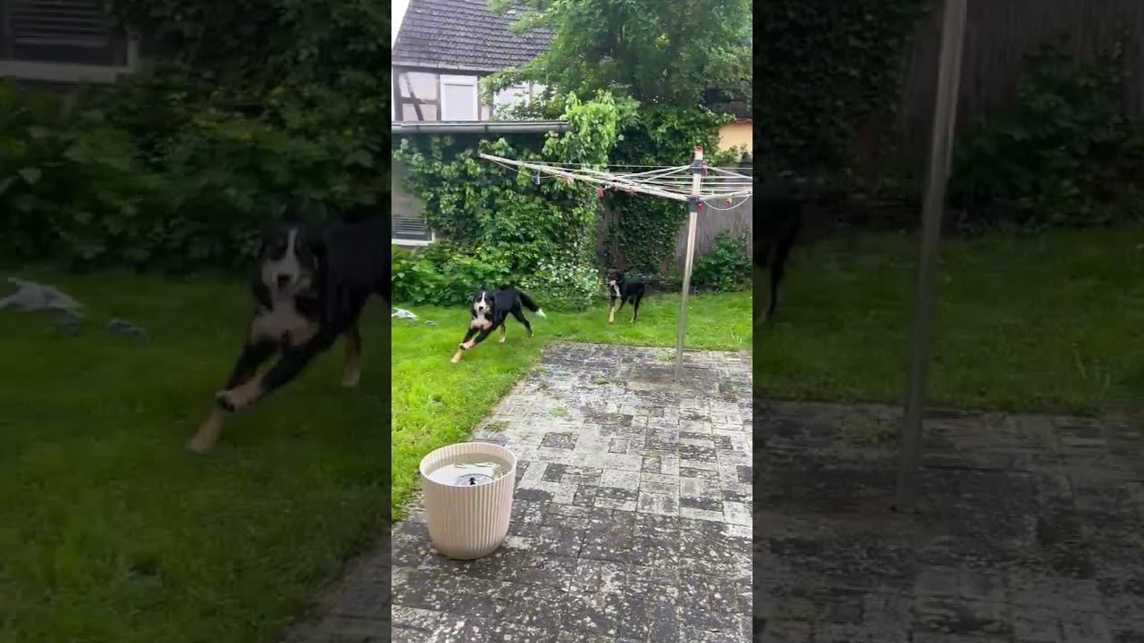 Diana im neuen Zuhause - Hunde in Not aus dem Tierschutz - suchen ein Zuhause
