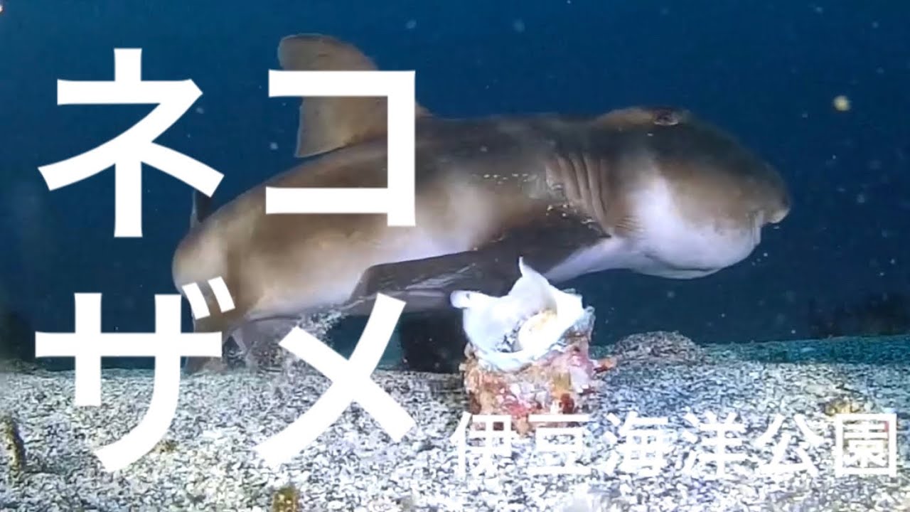 巨大ネコザメがサザエに喰らいつく伊豆海洋公園！ | RIZEダイビング