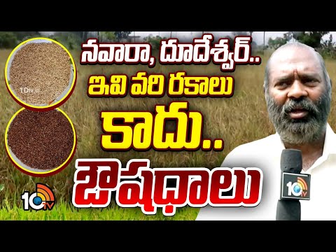 నవారా, దూదేశ్వర్.. ఇవి వరి రకాలు కాదు..ఔషధాలు| Navara and Dudheshwar Paddy Cultivation|Matti Manishi - 10TVNEWSTELUGU