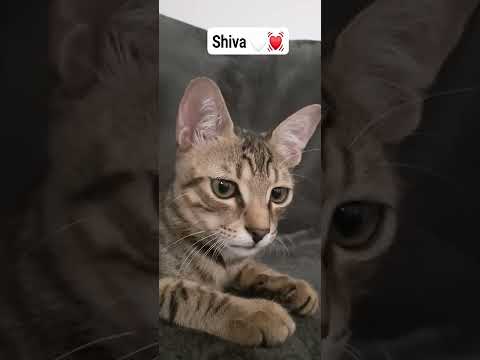 قط يتحدث اللي ذبابه