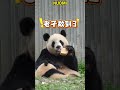 糯米:宇晨,窝窝头不好吃,妈妈替你吃 #panda #redpanda夕消 #cute #redpanda夕消 #上野パンダ #animals #cutepanda #萌宠 #funny #pets