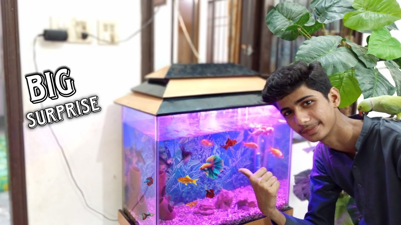 Hamara Fish Aquarium 🤩||Big Surprise 🫢 - YouTube