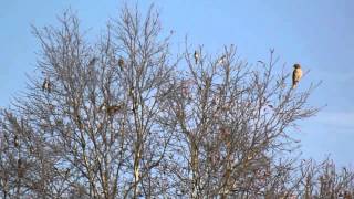 Flock of Blue Jay Birds Mating Ritual Chasing a Hawk Away